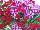 GreenFuse Botanicals: COMBO  'Pink Star Mix' 