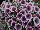 Good and Plenty® Petunia Purple Skirt 