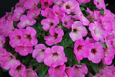 GreenFuse Botanicals: Good and Plenty® Petunia Bubblicious 