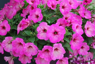 GreenFuse Botanicals: Good and Plenty® Petunia Bubblicious 