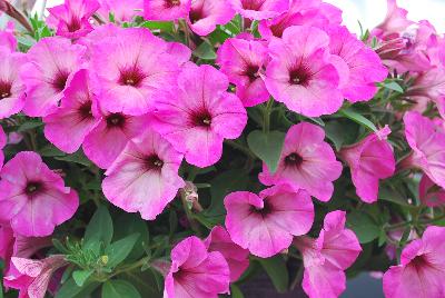 GreenFuse Botanicals: Good and Plenty® Petunia Bubblicious 
