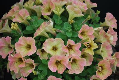 GreenFuse Botanicals: Good and Plenty® Petunia Peach 