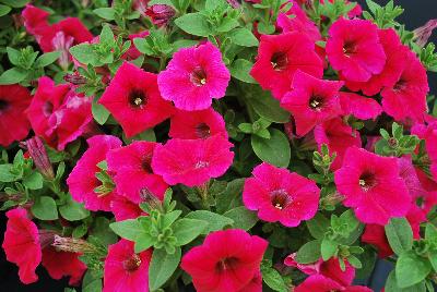 GreenFuse Botanicals: QT® Petunia Cherry 