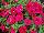 QT® Petunia Cherry 