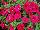 QT® Petunia Cherry 