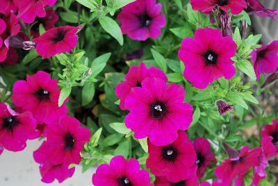 GreenFuse Botanicals: QT® Petunia Experimental 