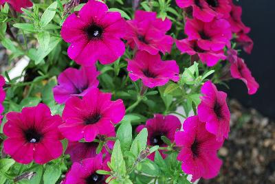 GreenFuse Botanicals: QT® Petunia Experimental 