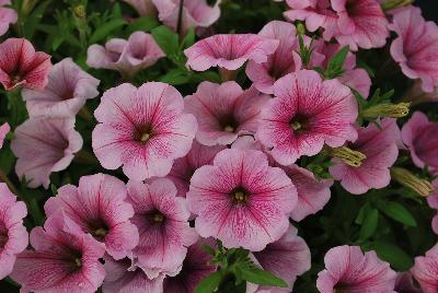 GreenFuse Botanicals: QT® Petunia Pink Ice 