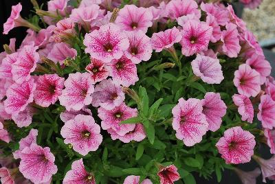 GreenFuse Botanicals: QT® Petunia Pink Ice 