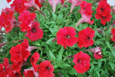 GreenFuse Botanicals: QT® Petunia Red 