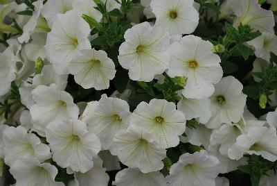 GreenFuse Botanicals: QT® Petunia Experimental 