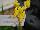 GreenFuse Botanicals: Anigozanthos  'Yellow' 