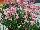GreenFuse Botanicals: Anigozanthos  'Pink' 