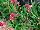 GreenFuse Botanicals: Anigozanthos  'Burgundy' 