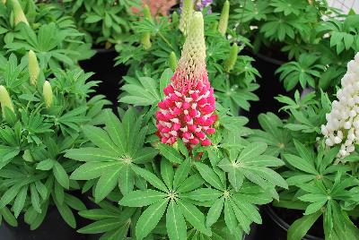 Staircase® Lupine Red