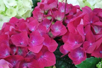 Helium Hydrangea Red 