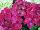 Helium Hydrangea Red 