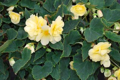 GreenFuse Botanicals: Champagne® Begonia Yellow 