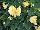 GreenFuse Botanicals: Begonia hybrid 'Yellow' 