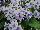 Ladyslippers Streptocarpus White Ice 