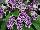 Ladyslippers Streptocarpus Grape Ice 