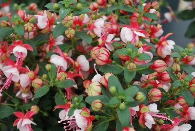 Windchimes™ Upright Fuchsia Neon White