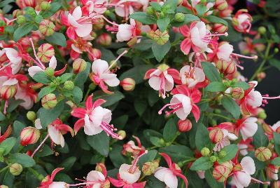 Windchimes™ Upright Fuchsia Neon White