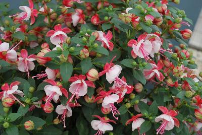 Windchimes™ Upright Fuchsia Neon White