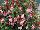 GreenFuse Botanicals: Fuchsia  'Neon White' 