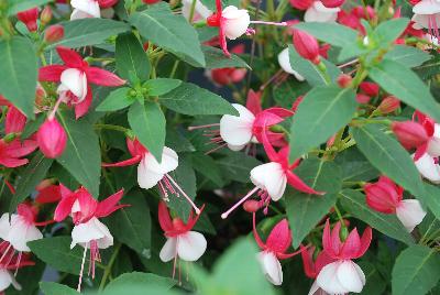 Windchimes™ Upright Fuchsia Red White