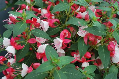 Windchimes™ Upright Fuchsia Red White 
