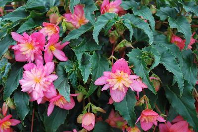 Double Beaucoup Begonia Pink Bicolor 