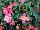 GreenFuse Botanicals: Begonia  'Pink Bicolor' 