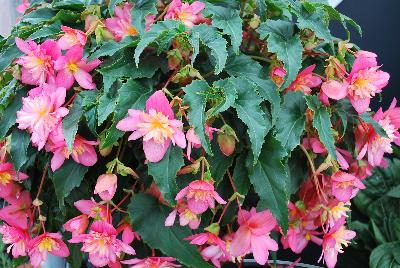 Double Beaucoup Begonia Pink Bicolor 