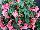 GreenFuse Botanicals: Begonia  'Pink Bicolor' 