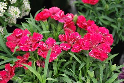 GreenFuse Botanicals: Constant Beauty Dianthus Raspberry 
