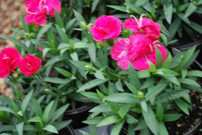 GreenFuse Botanicals: Cadence™Cherry Red Dianthus 