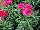 GreenFuse Botanicals: Dianthus  '' 