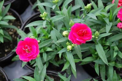 GreenFuse Botanicals: Cadence™Cherry Red Dianthus 