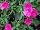 GreenFuse Botanicals: Dianthus  'Raspberry' 