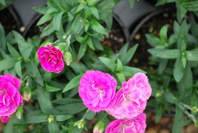 GreenFuse Botanicals: Cadence™Cherry Red Dianthus Raspberry 