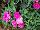 GreenFuse Botanicals: Dianthus  'Raspberry' 
