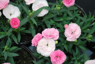 GreenFuse Botanicals: Cadence™Cherry Red Dianthus Peach 