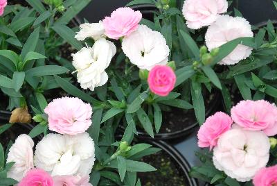 GreenFuse Botanicals: Cadence™Cherry Red Dianthus Peach 