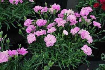 GreenFuse Botanicals: Constant Beauty® Dianthus Pink 