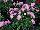 GreenFuse Botanicals: Dianthus  'Pink' 