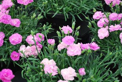 GreenFuse Botanicals: Constant Beauty® Dianthus Pink 