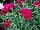 GreenFuse Botanicals: Dianthus  'Garnet' 