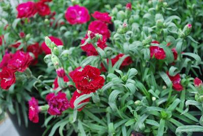 GreenFuse Botanicals: Constant Beauty® Dianthus Garnet 
