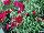 GreenFuse Botanicals: Dianthus  'Garnet' 